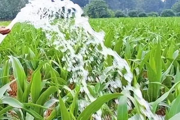 玉米除草剂的见效时间，一般需要5-7天