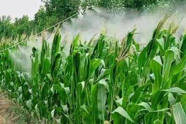 玉米除草剂的见效时间，一般需要5-7天