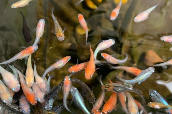 青鳉鱼如何区分公母，长到1.5厘米的时候可以通过外形来判断
