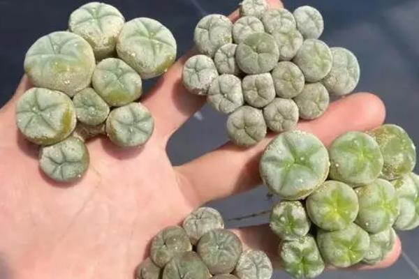 把乌羽玉养胖的方法，多晒太阳可让叶片更加圆润饱满
