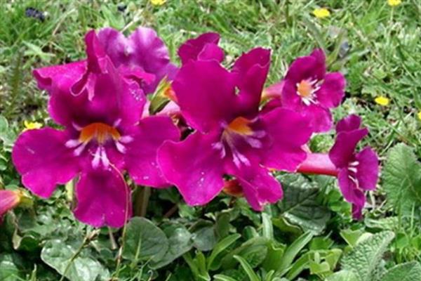 藏波罗花何时开放，主要集中在5-8月份