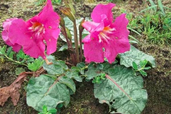 藏波罗花何时开放，主要集中在5-8月份
