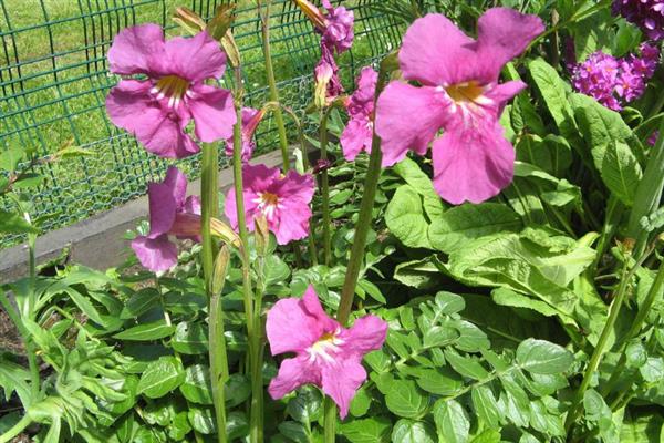 藏波罗花何时开放，主要集中在5-8月份