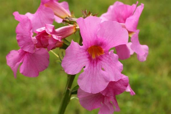 藏波罗花何时开放，主要集中在5-8月份