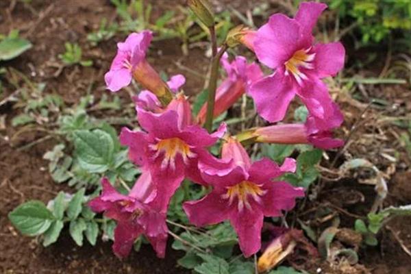 藏波罗花何时开放，主要集中在5-8月份