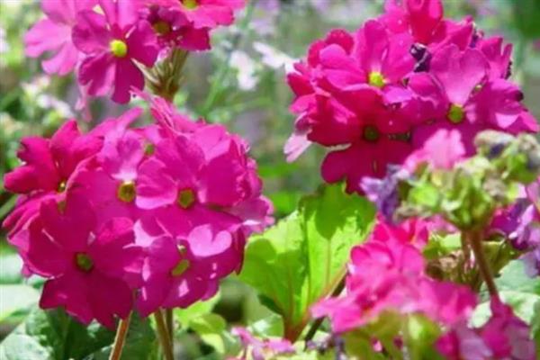 藏波罗花何时开放，主要集中在5-8月份