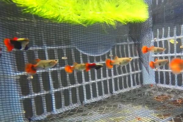 孔雀鱼的生活环境，一般生活在热带地区的河流、湖泊等水域中