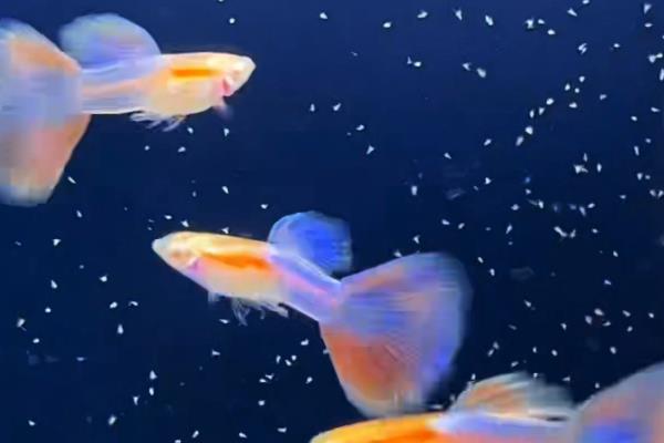 孔雀鱼的生活环境，一般生活在热带地区的河流、湖泊等水域中