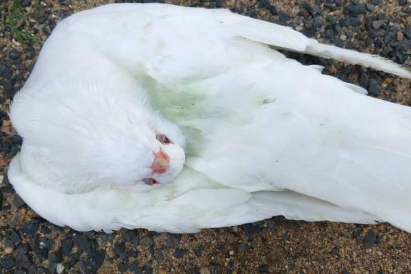鸽子歪头病的发生原因，一般是鸟疫病毒、新城疫病毒等病菌引起
