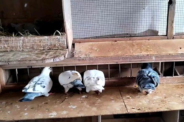 鸽子歪头病的发生原因，一般是鸟疫病毒、新城疫病毒等病菌引起