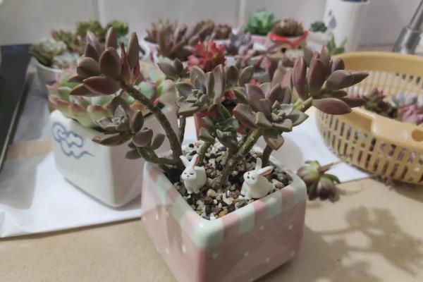 姬胧月多肉有没有毒，全株上下不含有一点毒性