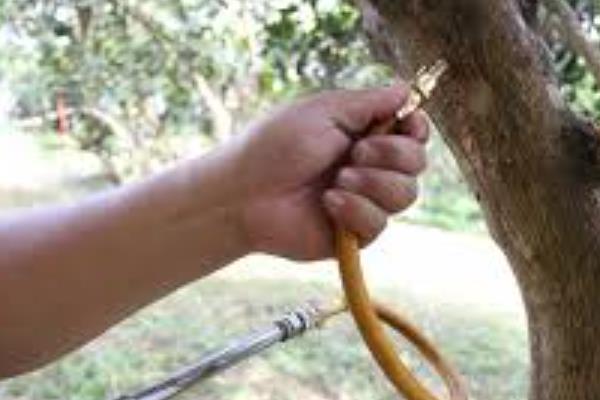 柑橘花蕾蛆的防治方法，当花蕾直径约为2-3mm时可地面喷药