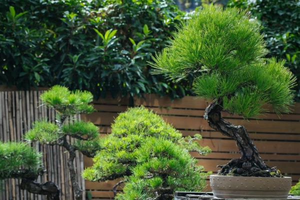 松树有什么寓意，具有坚贞、坚韧不屈等品质