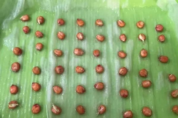 农华101玉米怎么种植，对种子包衣后再用机械播种