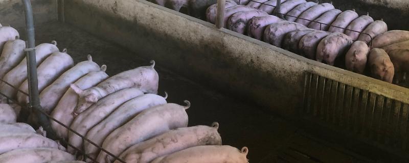 集约养殖的意思，是指采用先进技术进行高效益养殖
