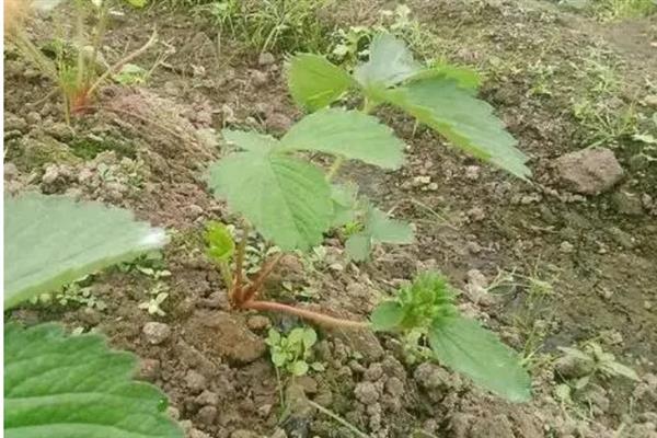 草莓基肥的施用方法，基肥量要足