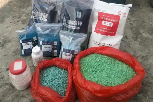 草莓基肥的施用方法，基肥量要足