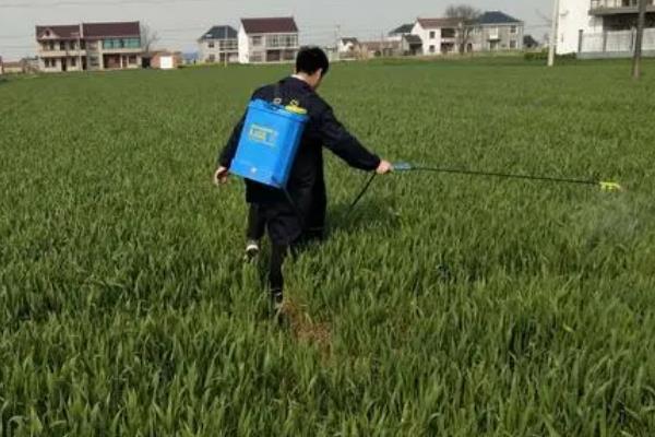 小麦适合在年前还是年后打多效唑，年后打药效果更佳
