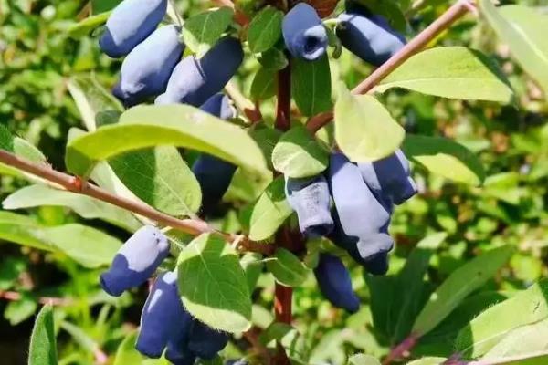 蓝靛果可以放几天，常温条件下可以保存2-3天