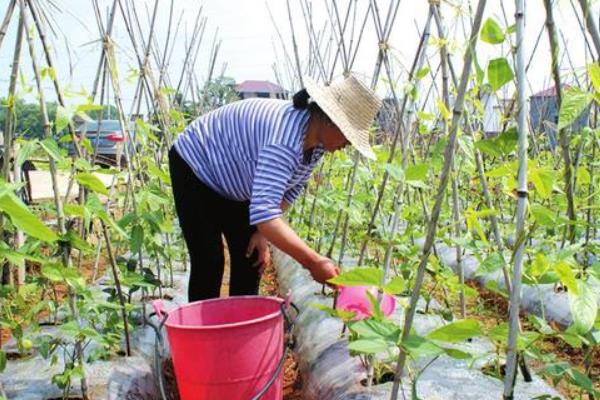 豆角又短又弯如何解决，生长后期需追施营养均衡的肥料