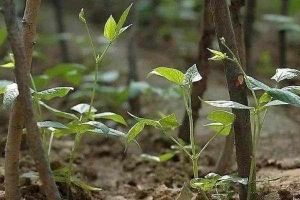 豆角又短又弯如何解决，生长后期需追施营养均衡的肥料