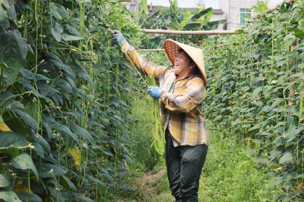 豆角又短又弯如何解决，生长后期需追施营养均衡的肥料