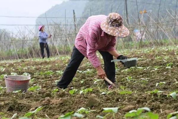 豆角又短又弯如何解决，生长后期需追施营养均衡的肥料