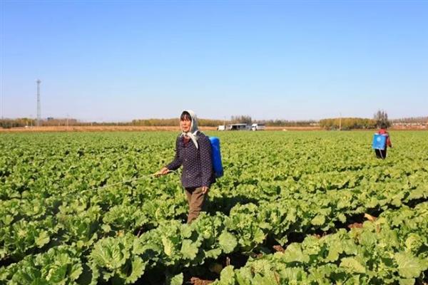 中生菌素的作用和用法，可防治白菜软腐病、苹果轮纹病等病害