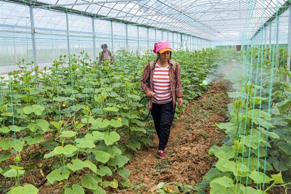 中生菌素的作用和用法，可防治白菜软腐病、苹果轮纹病等病害