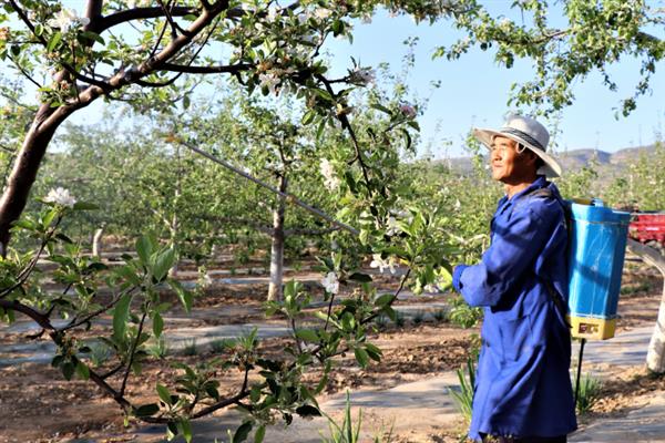 中生菌素的作用和用法，可防治白菜软腐病、苹果轮纹病等病害