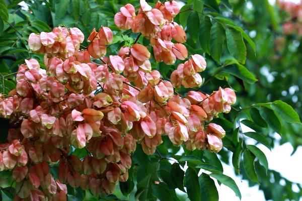 现在种植什么树能赚钱，可种植彩叶树种、乔木类等