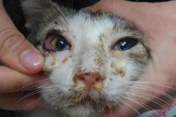 犬猫上呼吸道感染怎么治疗和护理，根据引发原因采取不同的解决措施