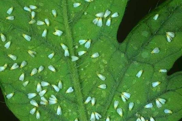 怎么防治白粉虱，把黄色粘虫板放在温室中可以诱杀成虫