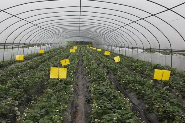 怎么防治白粉虱，把黄色粘虫板放在温室中可以诱杀成虫