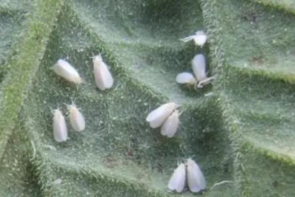 怎么防治白粉虱，把黄色粘虫板放在温室中可以诱杀成虫