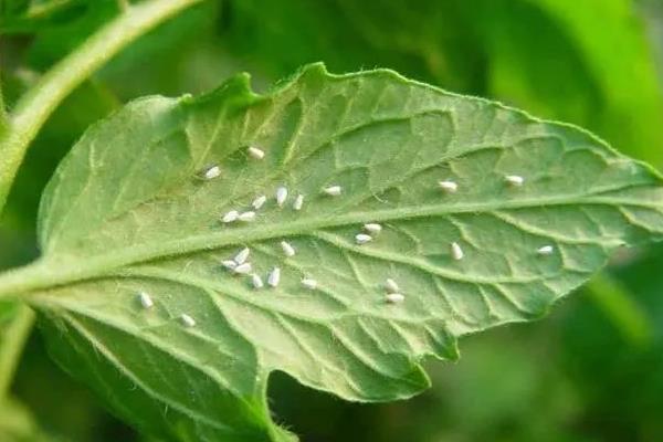 怎么防治白粉虱，把黄色粘虫板放在温室中可以诱杀成虫