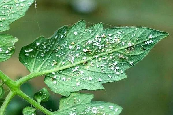 怎么防治白粉虱，把黄色粘虫板放在温室中可以诱杀成虫