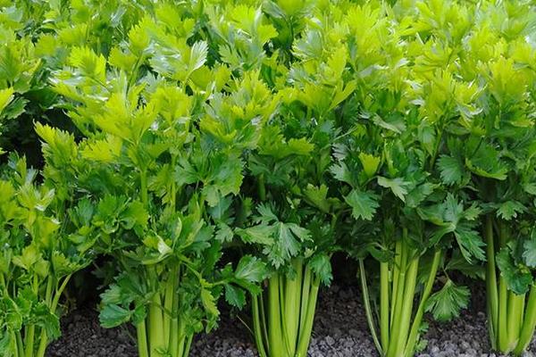 怎么防治白粉虱，把黄色粘虫板放在温室中可以诱杀成虫