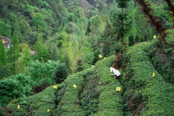 中国有哪十大茶叶品牌，西湖龙井、洞庭碧螺春等品牌榜上有名