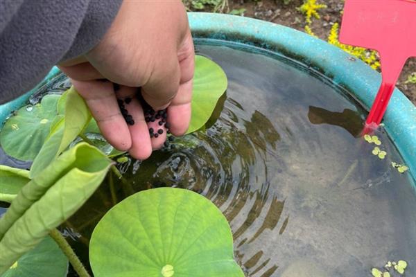 莲花的开放季节，大多为6-9月份