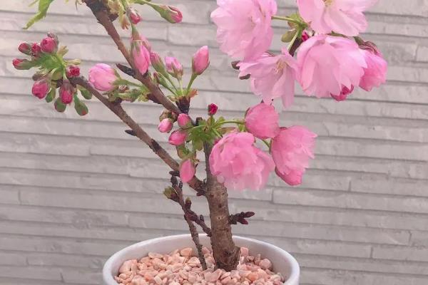 养樱花树的条件，必须要合理的进行浇水