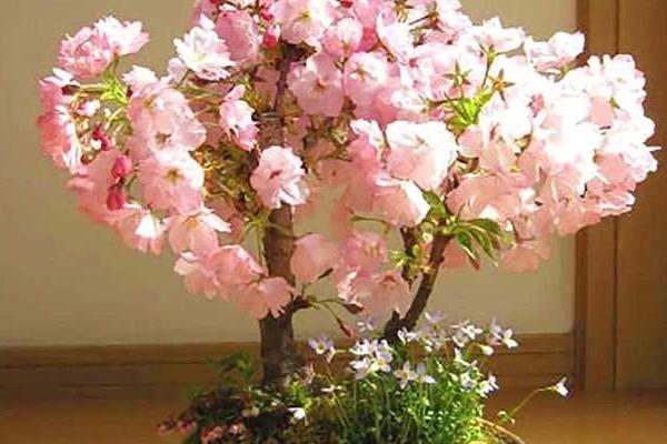 养樱花树的条件，必须要合理的进行浇水