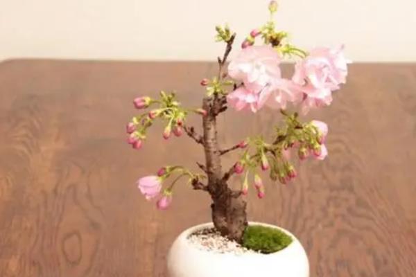 养樱花树的条件，必须要合理的进行浇水