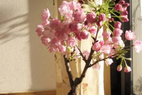 养樱花树的条件，必须要合理的进行浇水