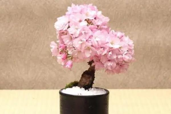 养樱花树的条件，必须要合理的进行浇水