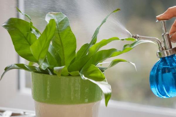 盆栽植物冬季的养护方法，一定要注意保暖防冻
