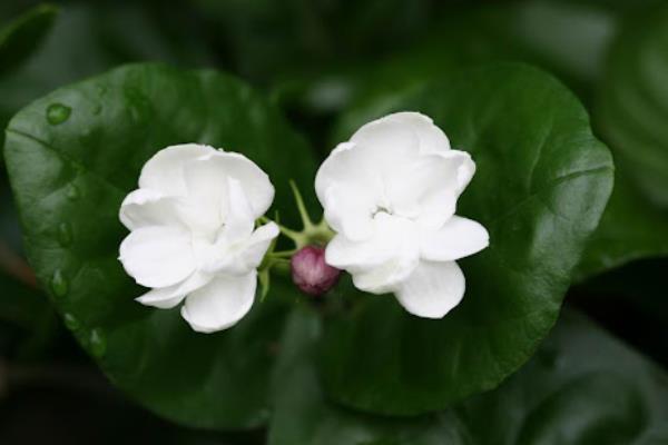 盆栽植物冬季的养护方法，一定要注意保暖防冻