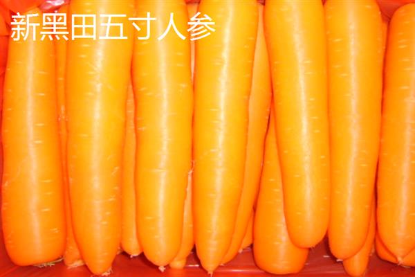 进口胡萝卜种子的品种，常见的有彤樱147、新黑田五寸人参等
