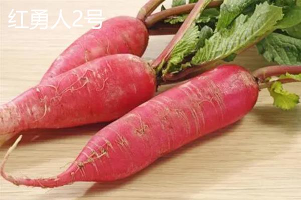 进口胡萝卜种子的品种，常见的有彤樱147、新黑田五寸人参等