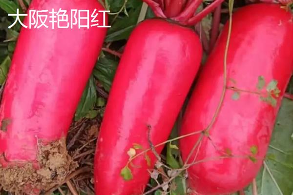 进口胡萝卜种子的品种，常见的有彤樱147、新黑田五寸人参等
